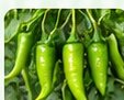 Chilli