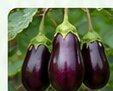 Brinjal
