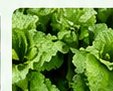 Leafy Greens
