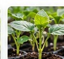 Cabbage – Green Challenger