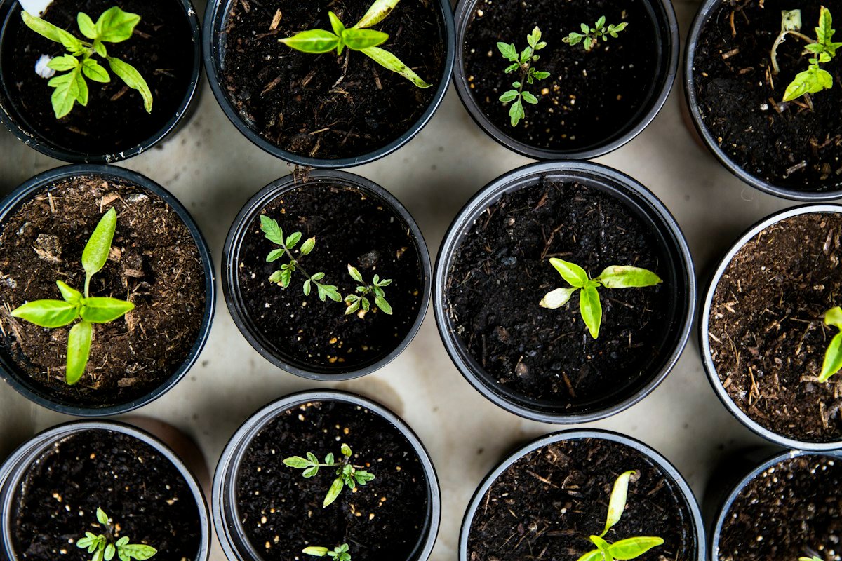 Seedling beds