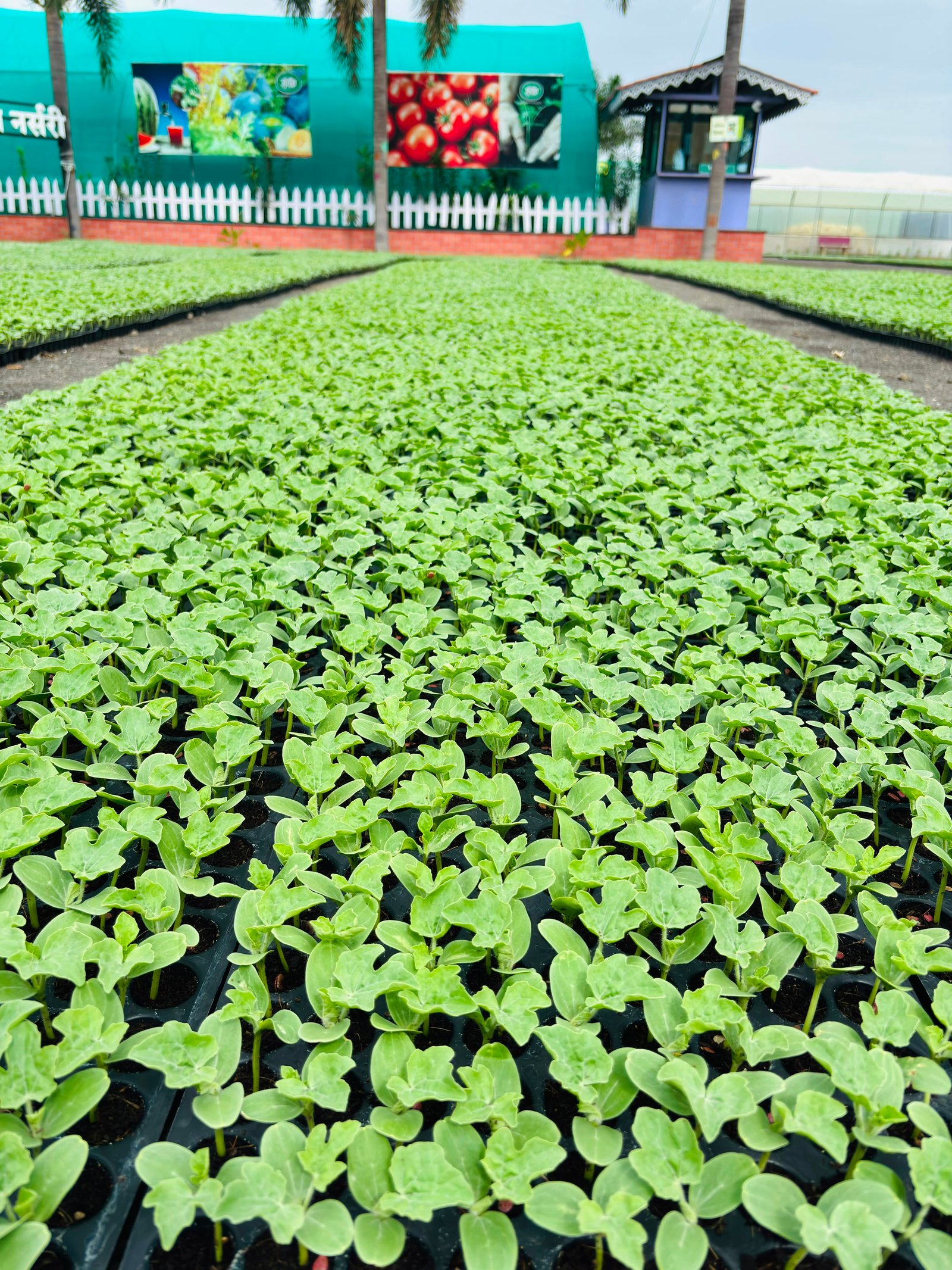 Watermelon Crops