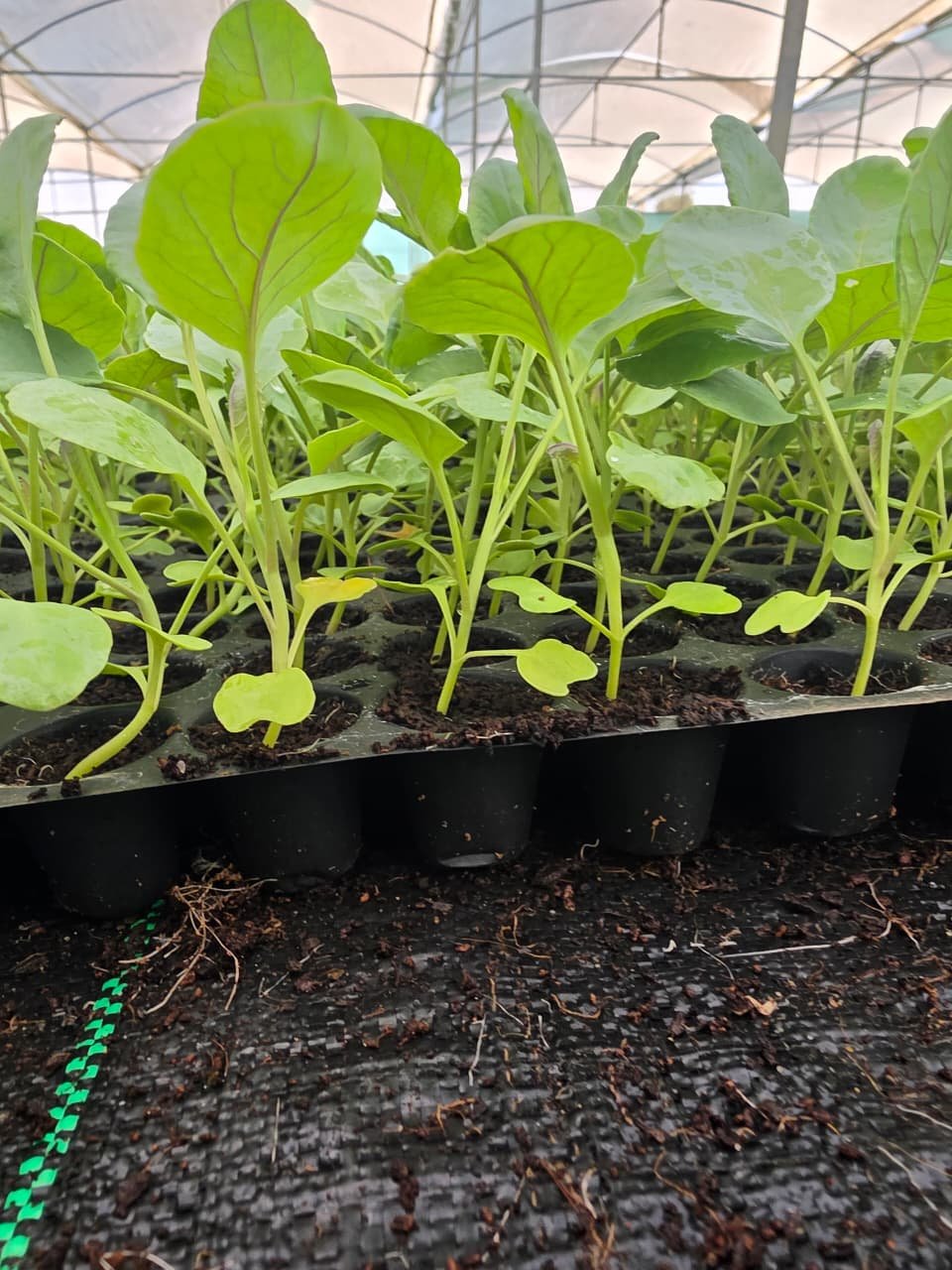 Cabbage Crops