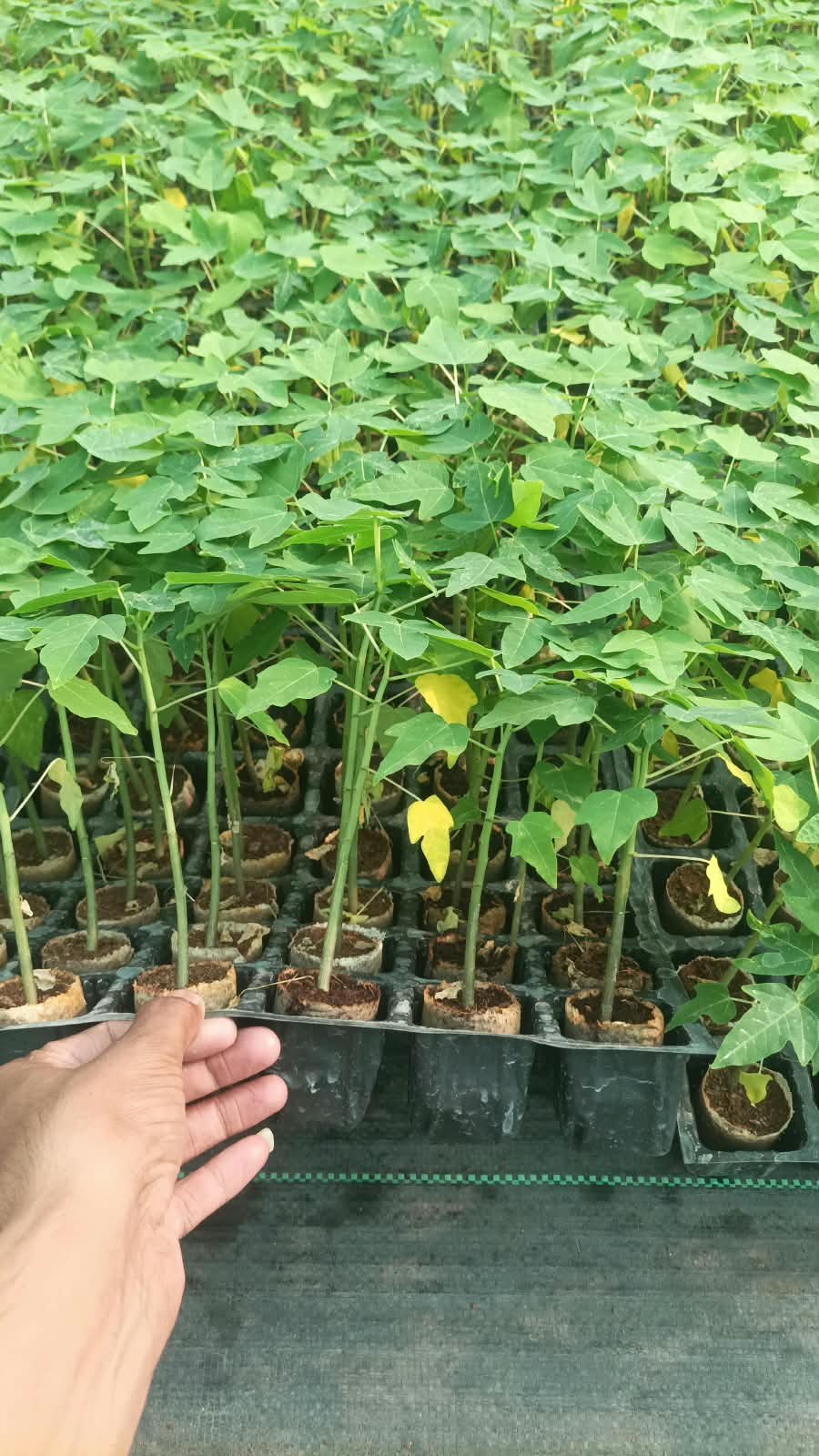 Papaya Crops
