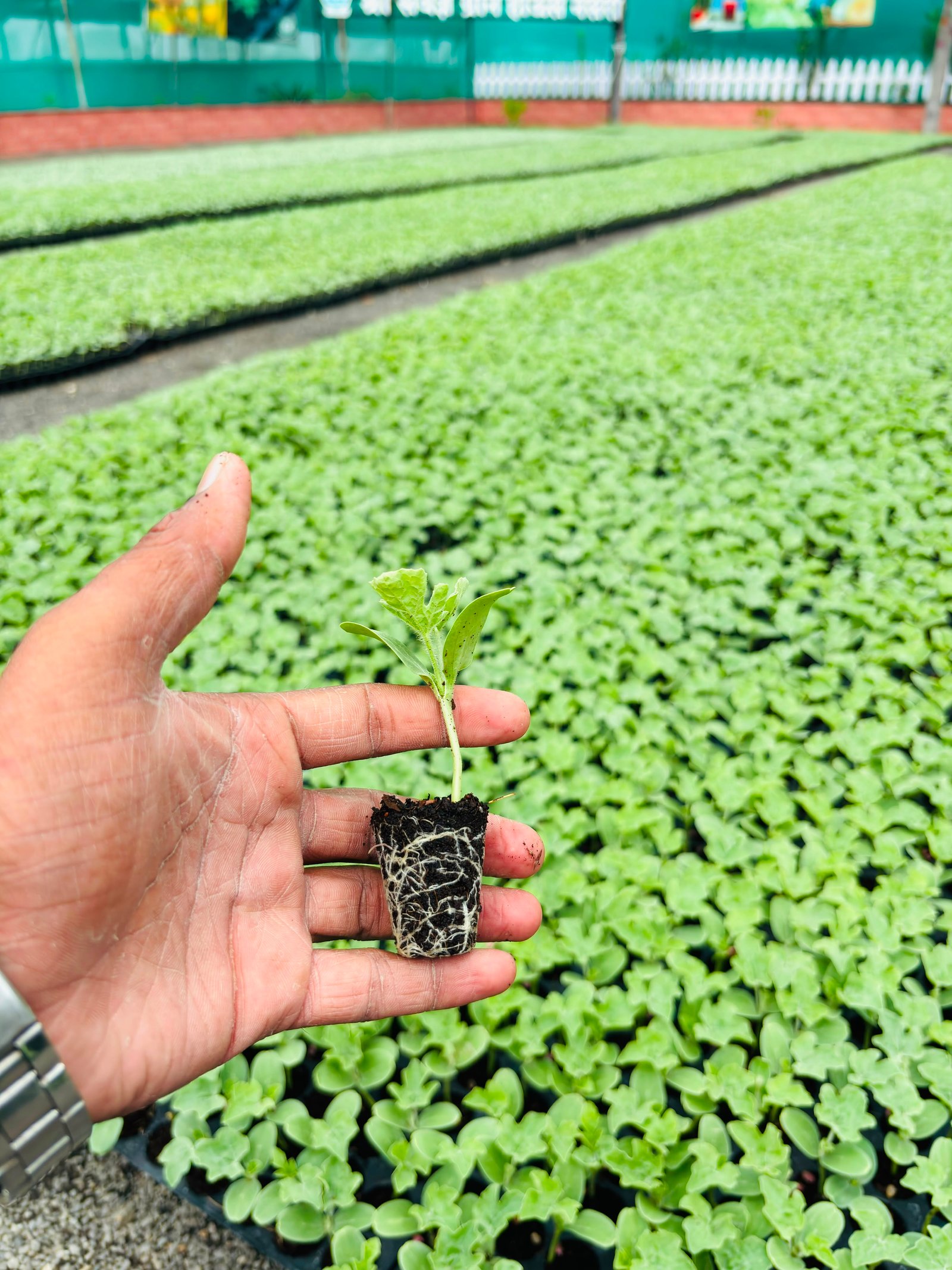 Watermelon Crops