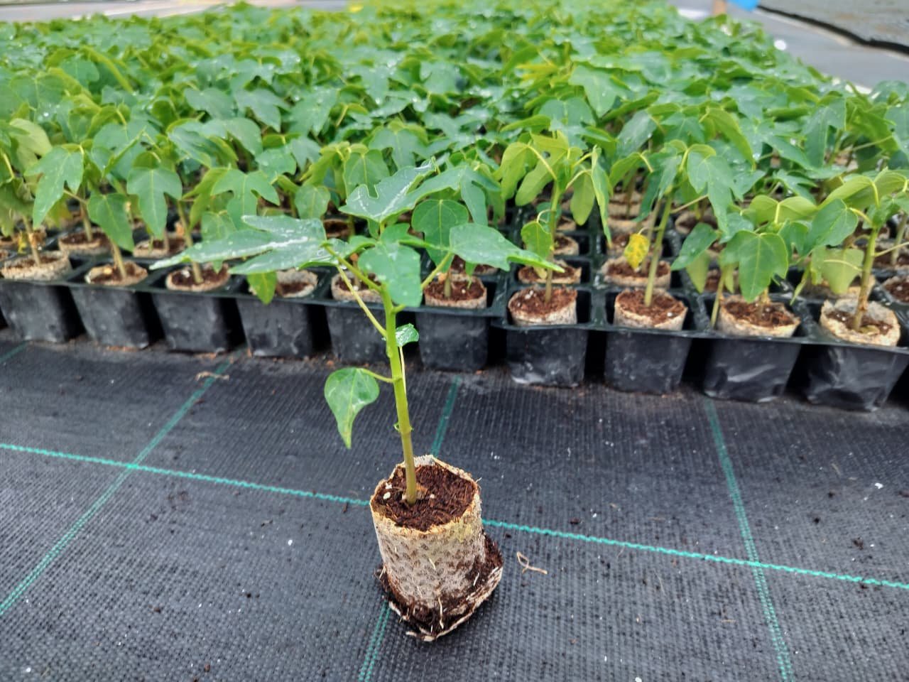 Papaya Crops