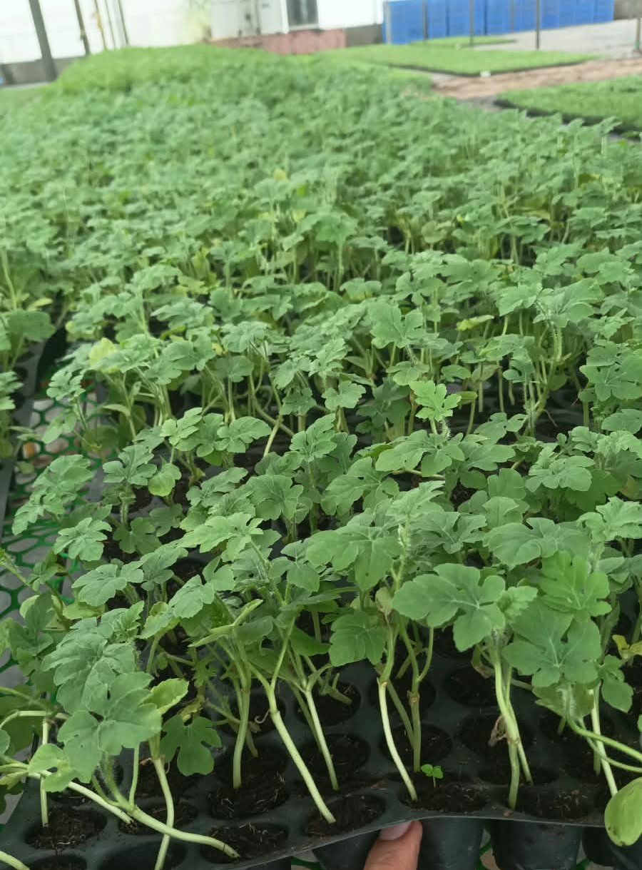 Tomato Crops