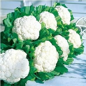 Cauliflower – Snow Shine