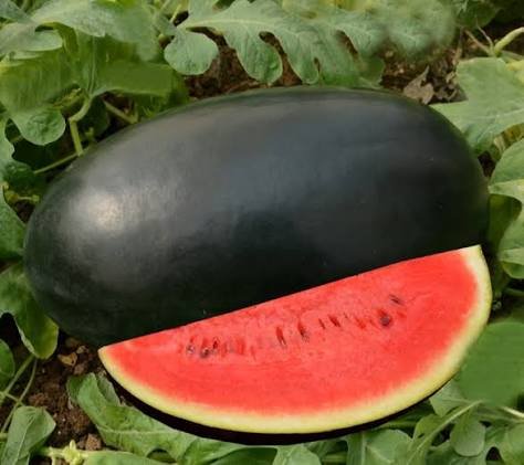 Watermelon – Melody