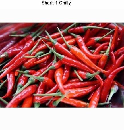 Chili – Shark-1