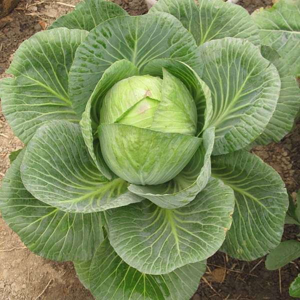 Cabbage