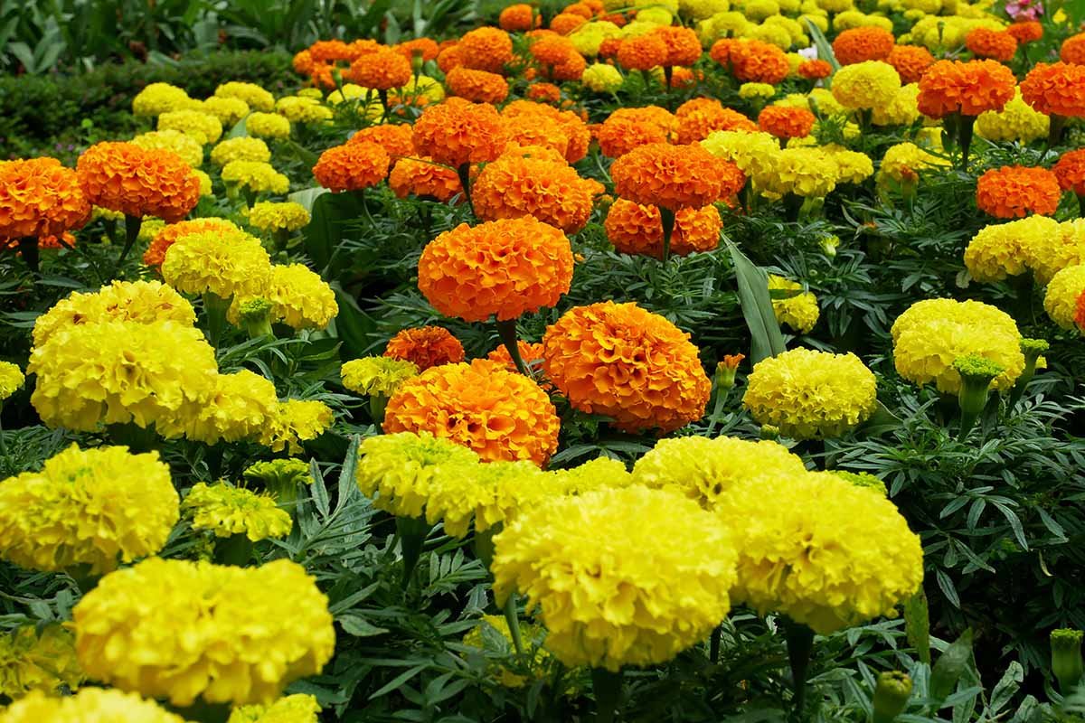 Marigold – Kalkatta