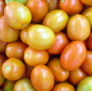 Tomato – 1057