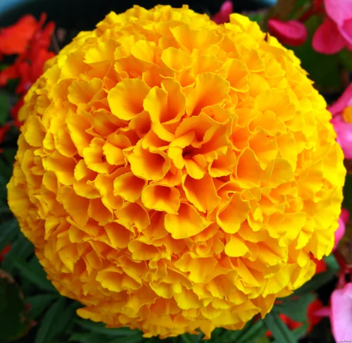 Marigold – Ashwagandh